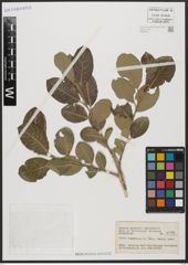Foto von Salix aegyptiaca L.